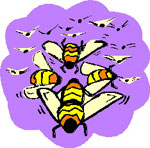 insect