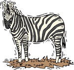 zebra